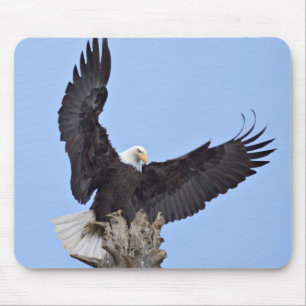 Bald-Adler (Haliäetus leucocephalus) mit Flügeln Mousepad