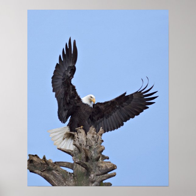 Bald-Adler (Haliäetus leucocephalus) mit Flügeln Poster (Vorne)