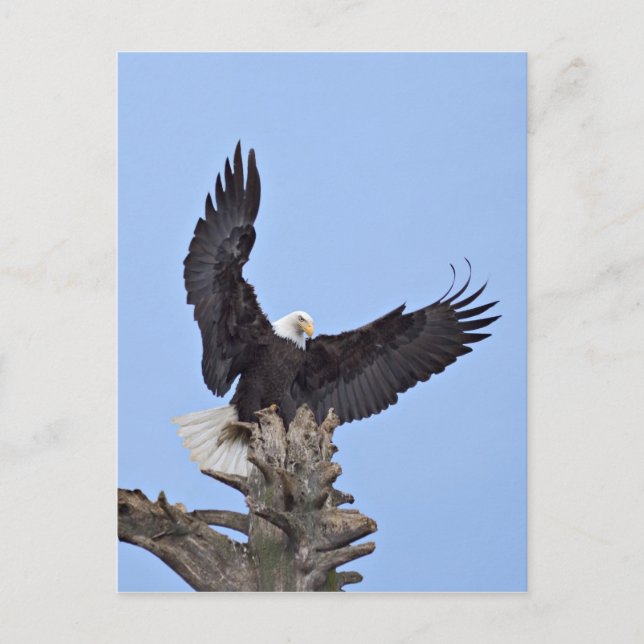 Bald-Adler (Haliäetus leucocephalus) mit Flügeln Postkarte (Vorderseite)