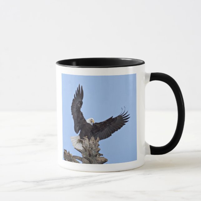 Bald-Adler (Haliäetus leucocephalus) mit Flügeln Tasse (Rechts)