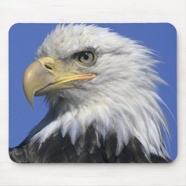 Bald-Adler (Haliäetus leucocephalus), wild, Mousepad (Vorne)