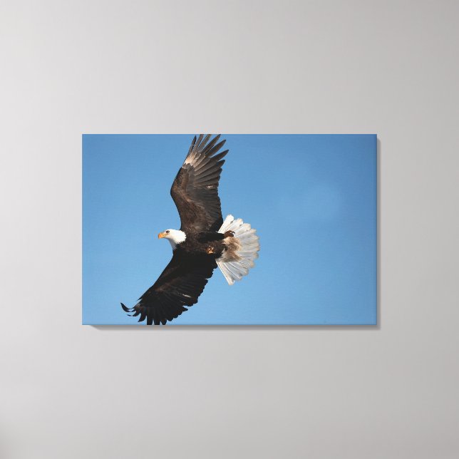 Bald Adler im Flug Leinwanddruck (Vorderseite)