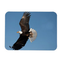 Bald Adler im Flug