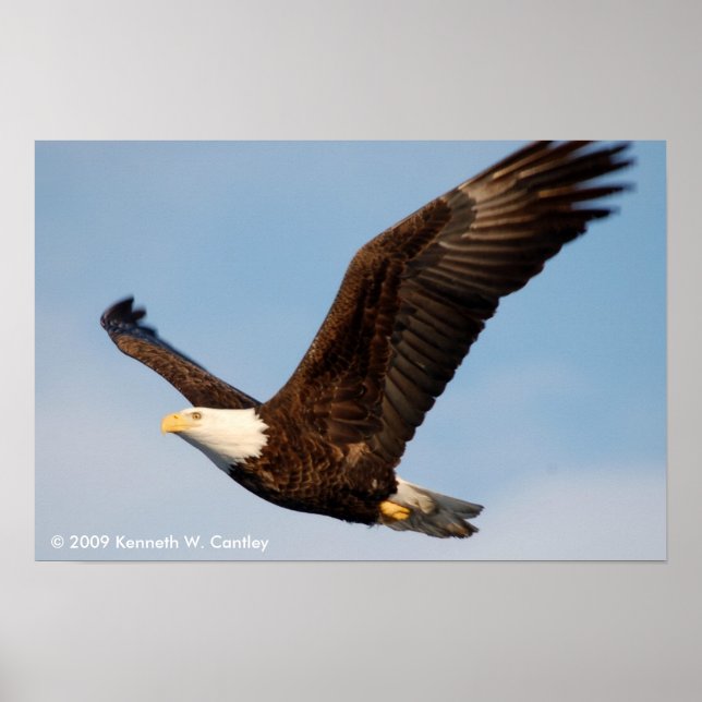 Bald Adler im Flug Poster (Vorne)