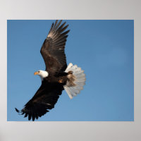 Bald Adler im Flug