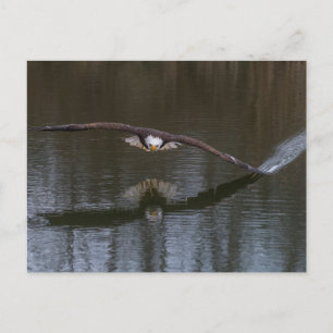 Bald Adler im Flug Postkarte