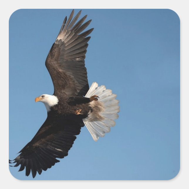 Bald Adler im Flug Quadratischer Aufkleber (Vorderseite)