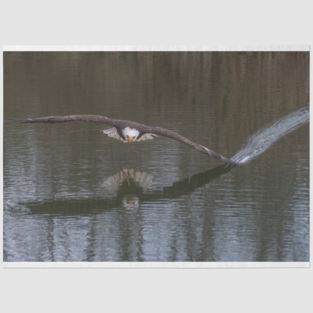 Bald Adler im Flug Seidenpapier (Vorderseite)