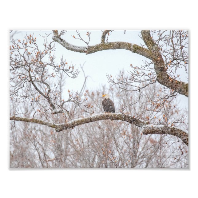 Bald Adler im Schnee Fotodruck (Vorne)