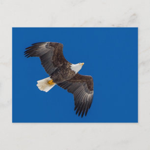 Bald Adler in blauem Himmel Postkarte