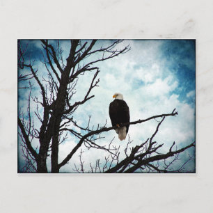 Bald Adler in einem Baum mit blauem Himmel und Wol Postkarte