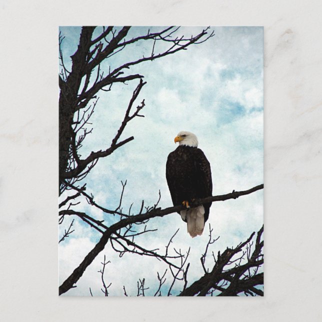 Bald Adler in einem Baum mit blauem Himmel und Wol Postkarte (Vorderseite)