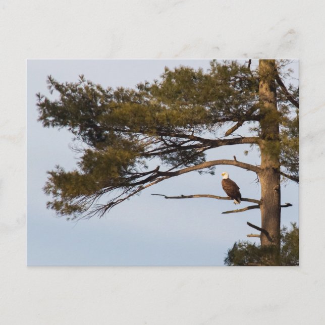 Bald-Adler in einem Kiefernbaum Postkarte (Vorderseite)