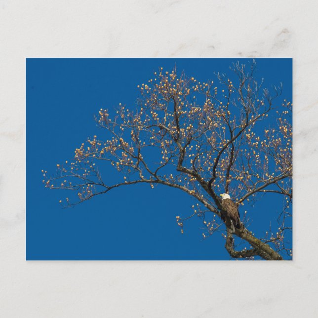 Bald-Adler in einem Tulip-Baum Postkarte (Vorderseite)