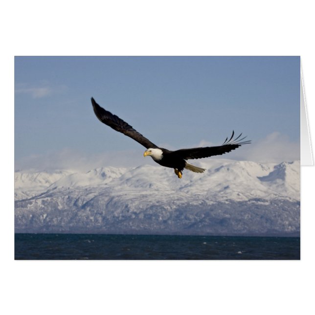 Bald Adler in Flight, Haliäetus leucocephalus, 3 (Vorderseite (Horizontal))