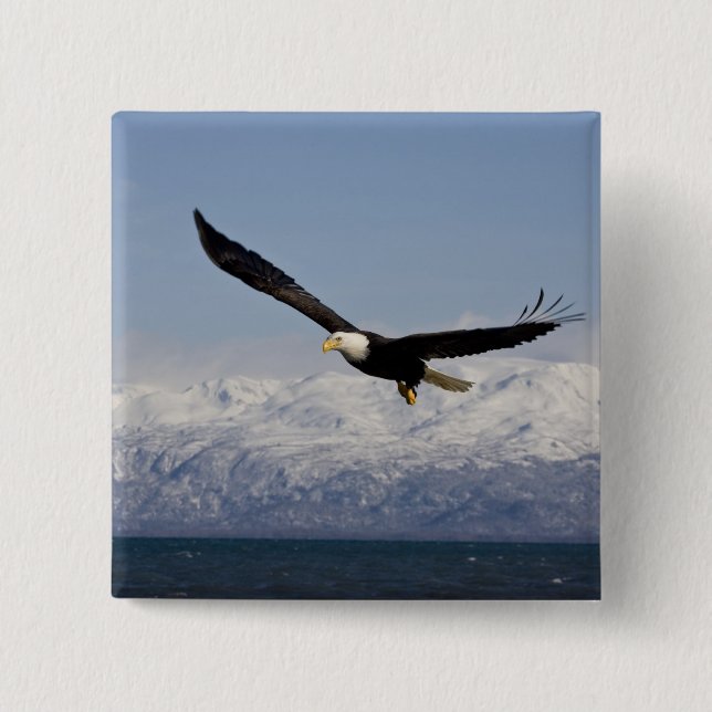 Bald Adler in Flight, Haliäetus leucocephalus, 3 Button (Vorderseite)