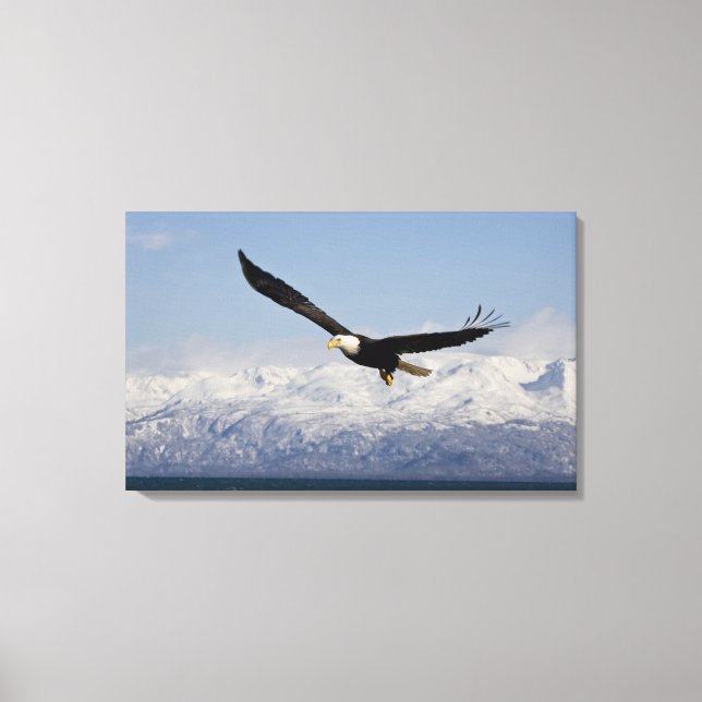 Bald Adler in Flight, Haliäetus leucocephalus, 4 Leinwanddruck (Vorderseite)