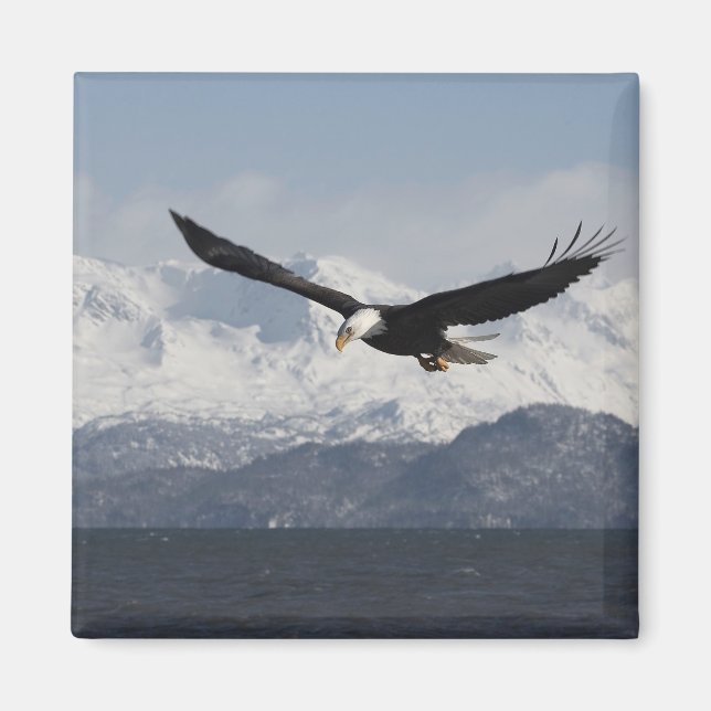 Bald Adler in Flight, Haliäetus leucocephalus, Magnet (Vorne)