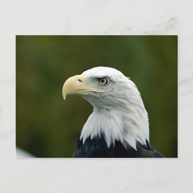 Bald-Adler-Kopfkarte Postkarte (Vorderseite)