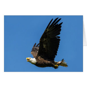 Bald Adler, Lass Mittagessen