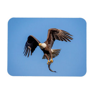 Bald-Adler mit Fisch Magnet