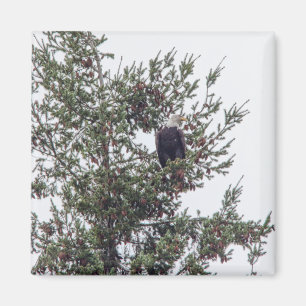 Bald-Adler P2825 Magnet