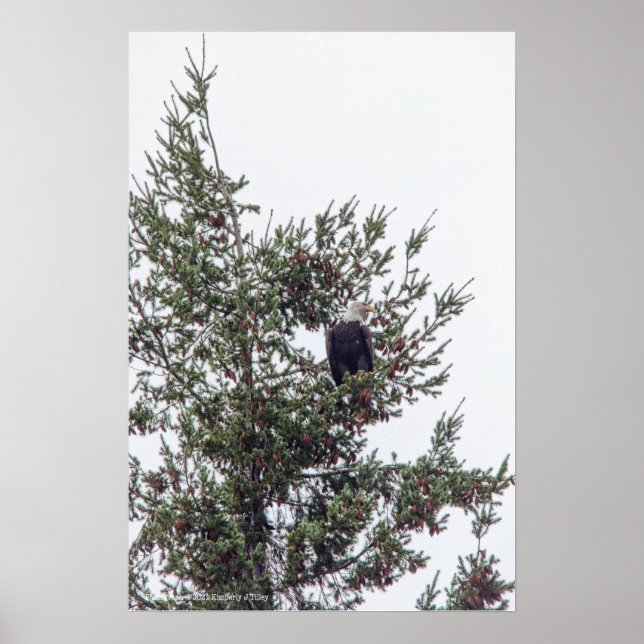 Bald-Adler P2825 Poster (Vorne)