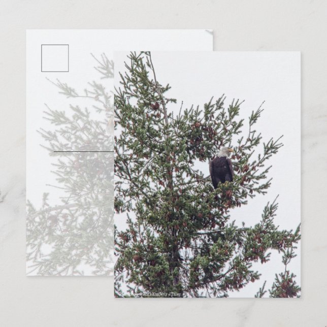 Bald-Adler P2825 Postkarte (Vorne/Hinten)