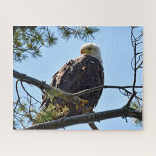 Bald Adler Perch - 16x20 - 520 Stk. Puzzle