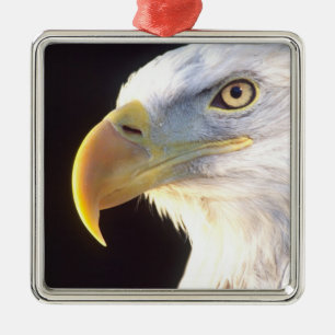 Bald-Adler-Portrait, Haliäetus leucocephalus, Silbernes Ornament