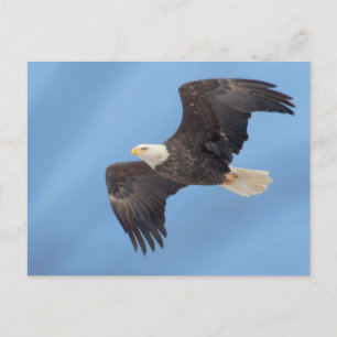Bald-Adler Postkarte