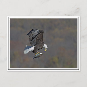Bald-Adler Postkarte