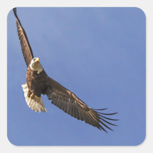 Bald-Adler Quadratischer Aufkleber
