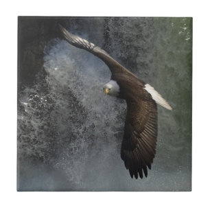 Bald Adler Raptor Wildlife Wasserfall Tile Fliese