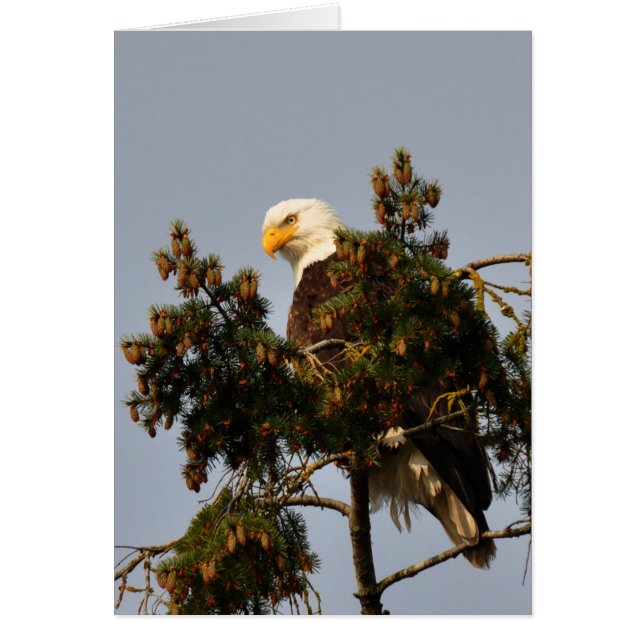 Bald-Adler sitzend in einem Bäume (Vorne)