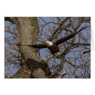 Bald-Adler-Sprung in den Flug