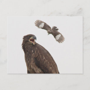 Bald-Adler (Stopp-Körper-Schläge bei mir) Postkarte