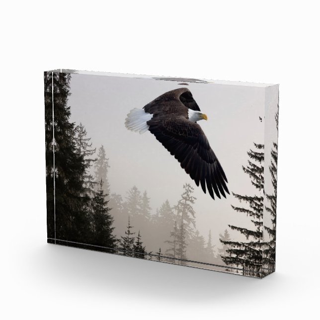 Bald-Adler stürzt durch Nebel Fotoblock (Rechts)