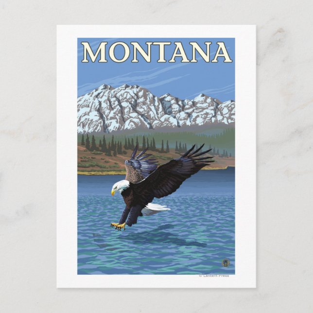Bald-Adler-Tauchen - Montana Postkarte (Vorderseite)
