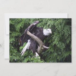 Bald Adler umgeben von Grün - flache Grußkarte Karte