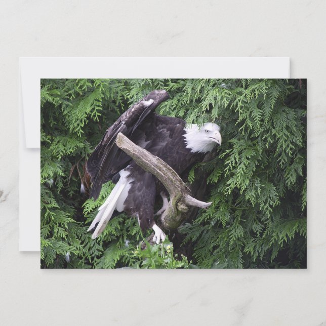 Bald Adler umgeben von Grün - flache Grußkarte Karte (Vorderseite)