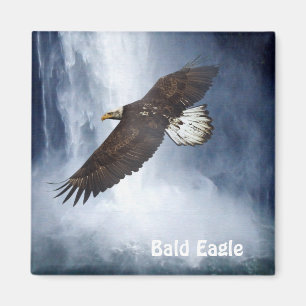 Bald Adler & Waterfall Naturerlebnis Magnet für ju