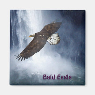 Bald Adler & Waterfall Naturerlebnis Magnet für ju