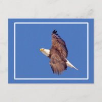 Bald Adleraugen zum Himmel