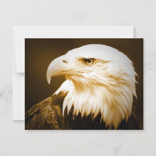 Bald American Eagle Eye (Vorderseite)
