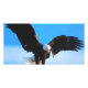 Bald American Eagle Karte (Vorne)