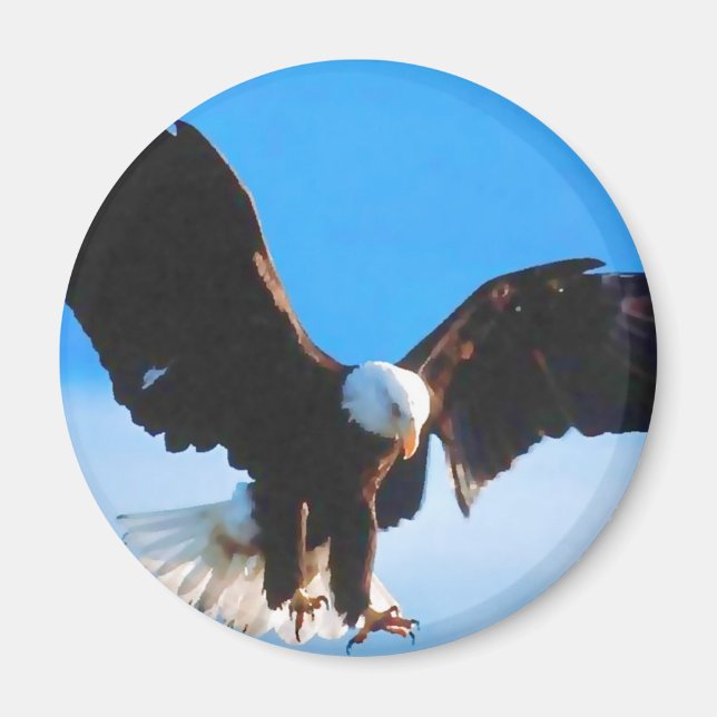 Bald American Eagle Magnet (Vorne)