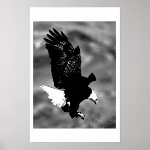 Bald American Eagle Poster Print BW Eagles Posters