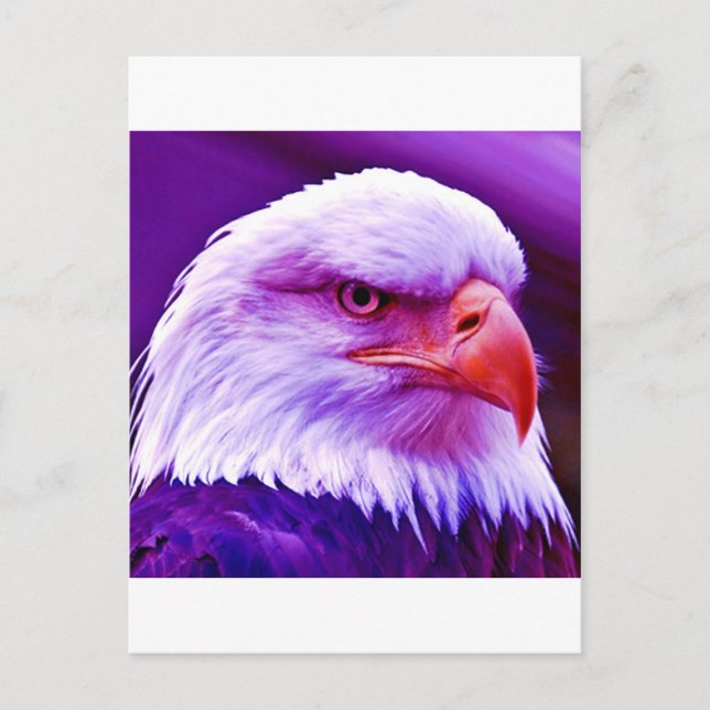 Bald American Eagle Postkarte (Vorderseite)