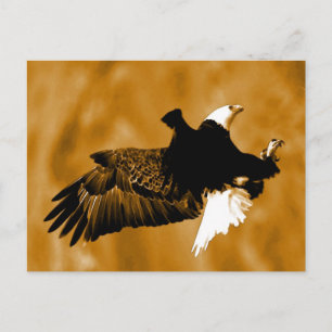 Bald American Eagle Postkarte